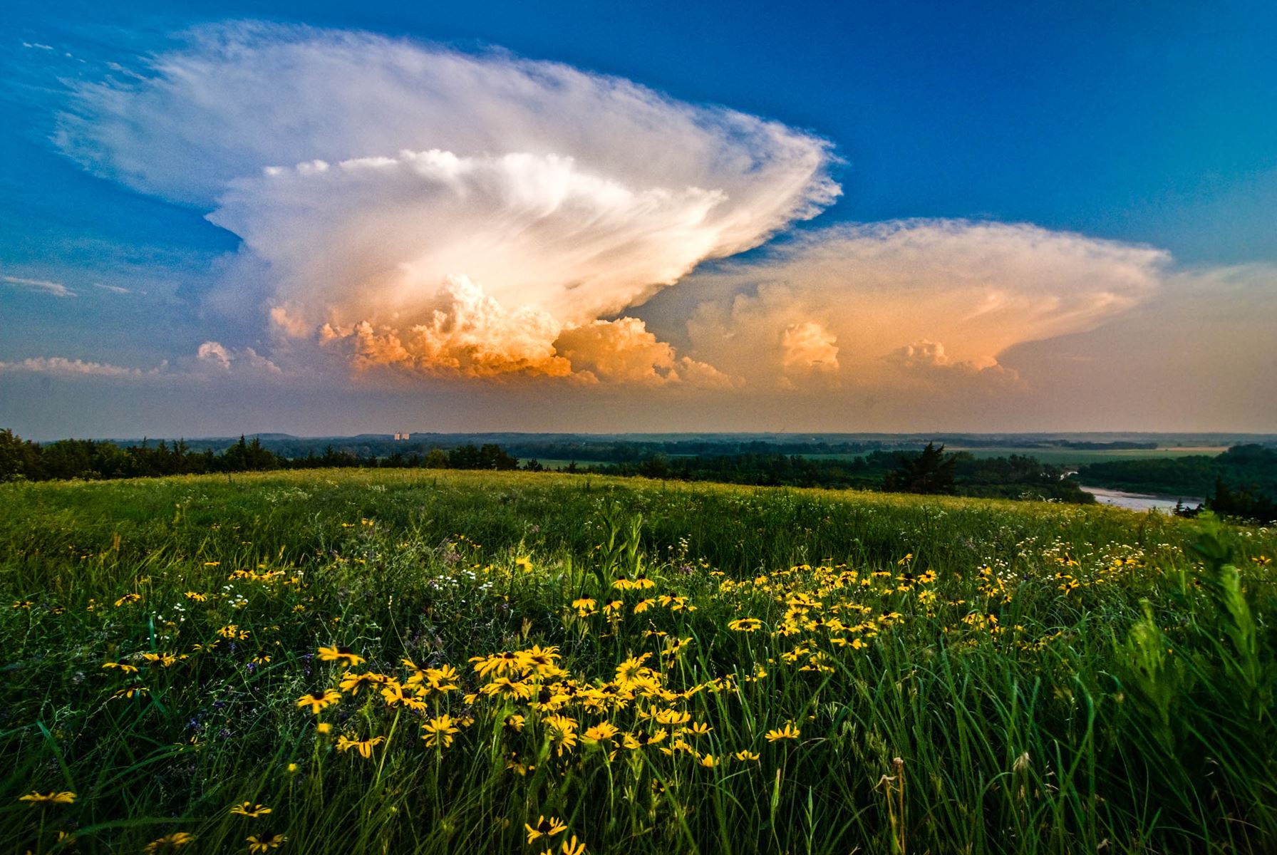Storm clouds building over a green field with prairie flowers